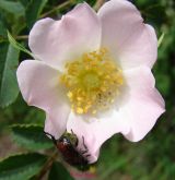 Heckenrose (3)